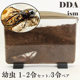 ギフト・プレゼントにも【DDA】ネプチューンオオカブト 幼虫 1～2令セット/3令♂♀ペア dda カブトムシ 生体