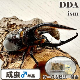 【DDA】ネプチューンオオカブト 成虫 ♂単品 110～大型140mmUP プレゼント付き dda カブトムシ 生体