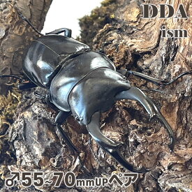 コクワガタ最大種！【DDA】ネパールコクワ(ネパレンシス) 成虫 ♂55～70mmUP プレゼント付き ランターン/トゥリスリ/ダージリン/アルナーチャル産 dda クワガタ 生体 コクワガタ