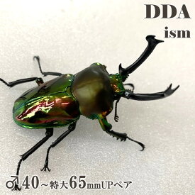 【DDA】ニジイロクワガタ 成虫 ♂40〜特大65mmUP ペア プレゼント付き dda クワガタ 生体