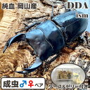 純血 本物【DDA】岡山産 オオクワガタ classics1997 成虫 ペア ♂60〜70mmUP プレゼント付き dda クワガタ 生体 国産