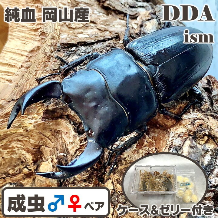 国産オオクワガタ 産地累代数不明 成虫 70~74mm(1ペア) | チャーム