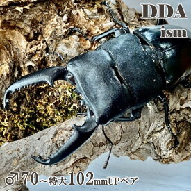 フィリピン便/天然個体【DDA】パラワンオオヒラタ 成虫 ペア WD♂70〜特大102mm プレゼント付き dda クワガタ 生体