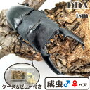 世界最大のドルクス【DDA】大型血統 パラワンオオヒラタ 成虫 ペア ♂70～超特大110mmUP プレゼント付き dda クワガタ…