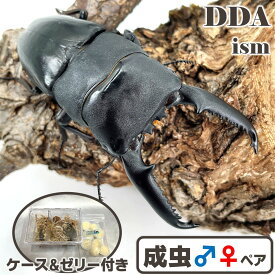 世界最大のドルクス【DDA】大型血統 パラワンオオヒラタ 成虫 ペア ♂70～超特大110mmUP プレゼント付き dda クワガタ 生体