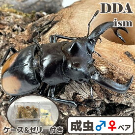 インドネシア便/天然個体【DDA】パリーフタマタ(セアカフタマタ) 成虫 ペア WD♂70〜超特大88mmUP プレゼント付き dda クワガタ 生体
