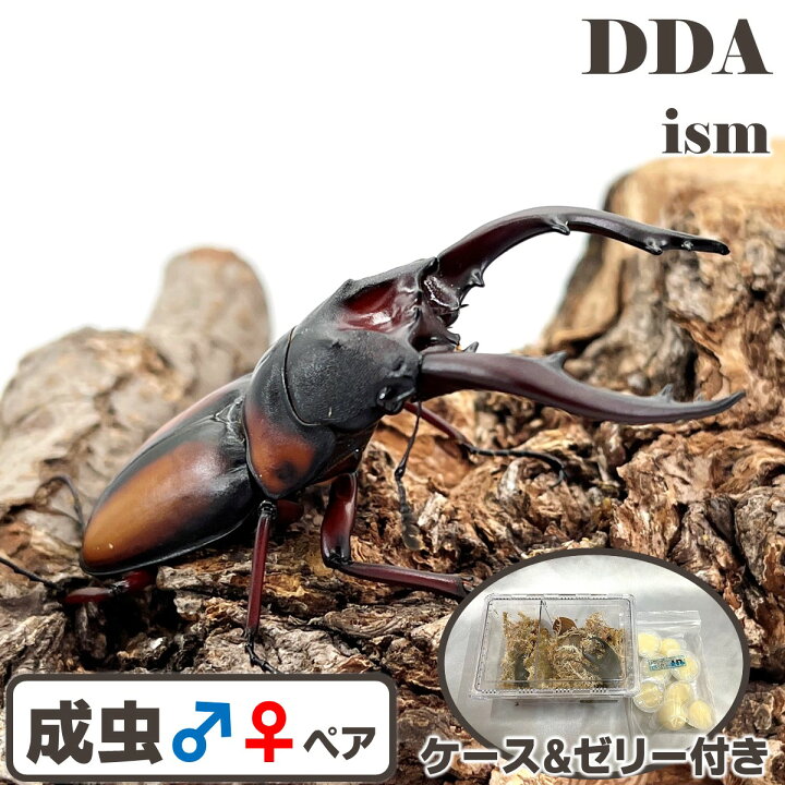 楽天市場】【DDA】ミラビリスノコギリ 成虫 ♂60～70mmUP ペア 
