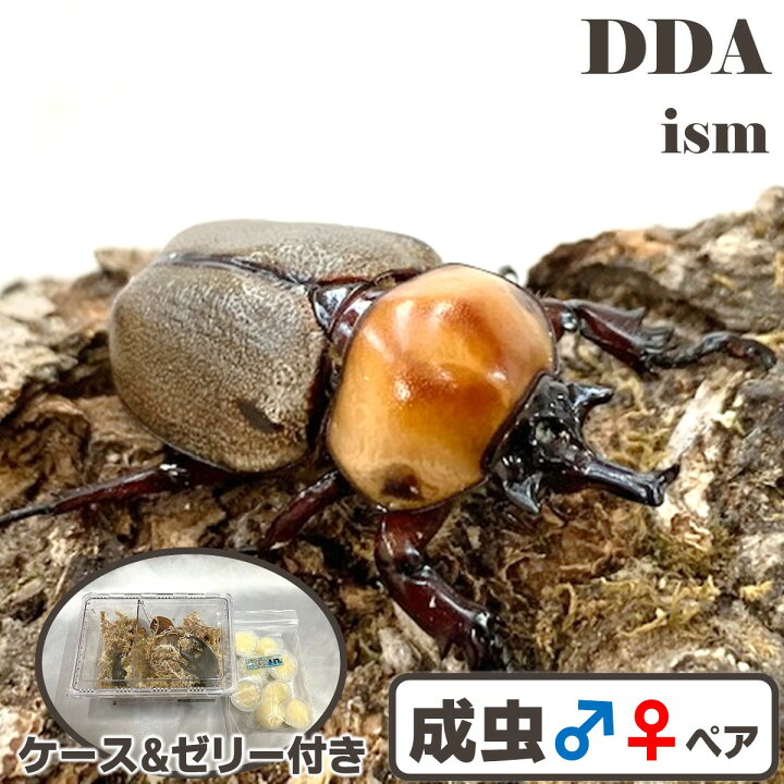 楽天市場】【DDA】ヨツボシヒナカブト 成虫 ペア プレゼント付き dda 