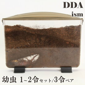 【DDA】ヘラクレスオオカブト 幼虫 1～2令セット/3令♂♀ペア dda カブトムシ 生体