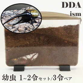 ギフト・プレゼントにも【DDA】ヘラクレスオオカブト 幼虫 1～2令セット/3令♂♀ペア dda カブトムシ 生体