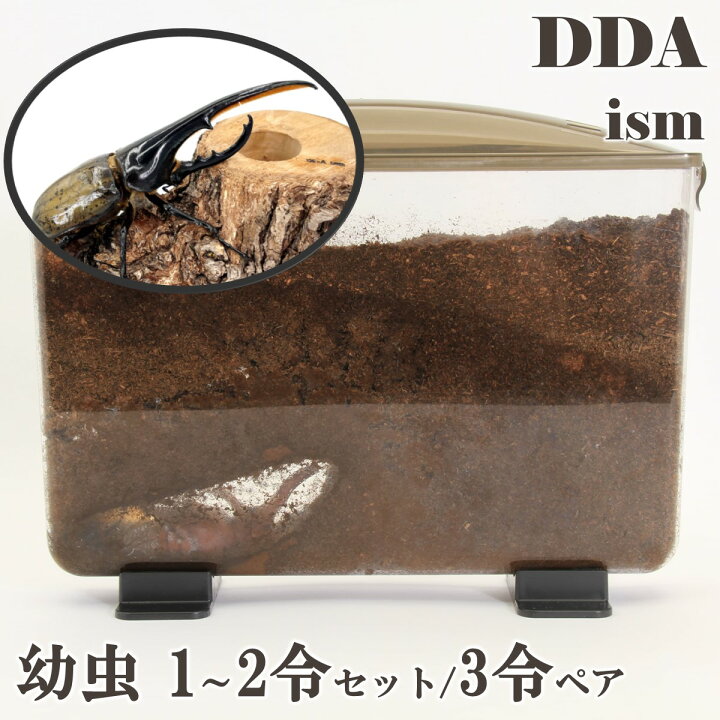 楽天市場】ギフト・プレゼントにも【DDA】ヘラクレスオオカブト 幼虫 1 