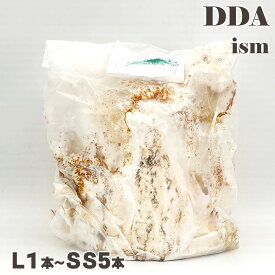 【DDA】植菌レイシ材 L1～SS5本 加水不要 dda クワガタ 産卵木 クヌギ コナラ