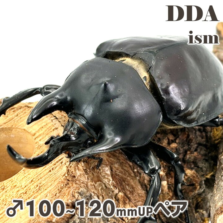 楽天市場】最重量BIG！【DDA】レックスゾウカブト(アクティオン) 成虫 