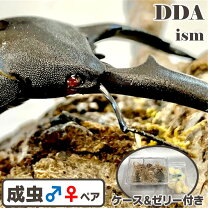楽天市場】パラワンオオヒラタクワガタ 幼虫の通販