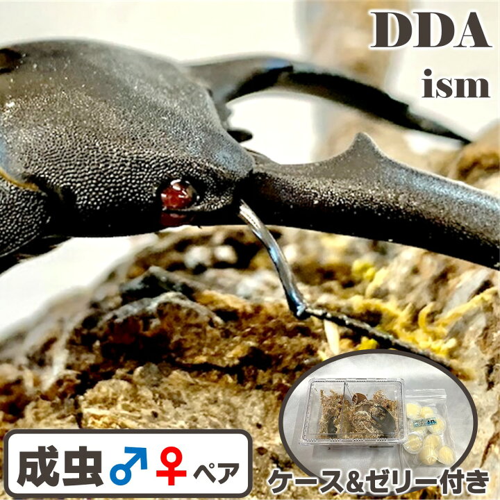 楽天市場】赤眼【DDA】RRパラワンオオヒラタ 成虫 ♂70〜特大105mmUP 