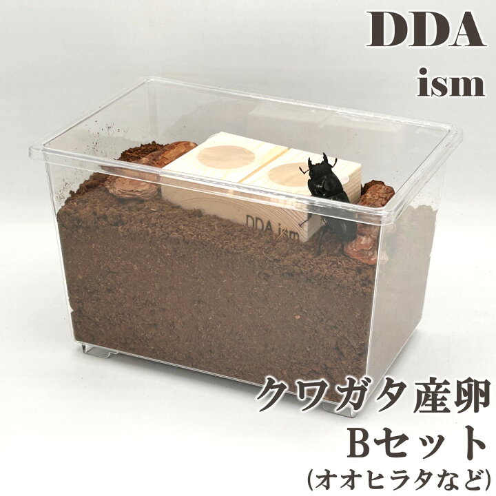 楽天市場】＼4~6点フルセット／ 産卵マニュアル付き！【DDA】クワガタ 