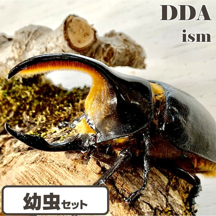 楽天市場】【DDA】サタンオオカブト 幼虫(1～2令 3頭セット/3令 
