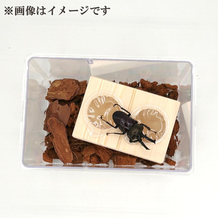 楽天市場】＼5点フルセット／ 飼育マニュアル付き！【DDA】クワカブ 