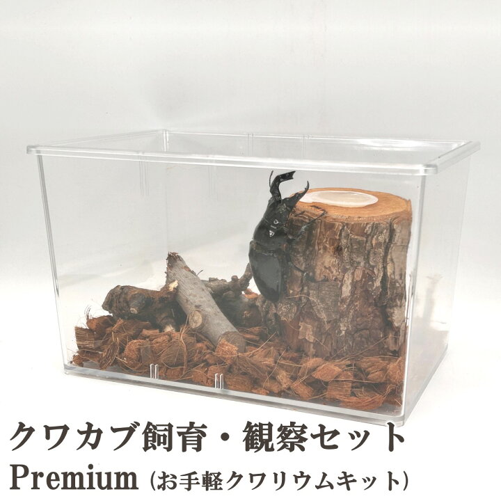 楽天市場】＼5点フルセット／ 飼育マニュアル付き！【DDA】クワカブ 