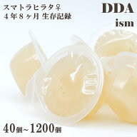 ＼純国産 最高峰／長寿延伸 スマトラヒラタ♀ 4年8ヶ月の生存記録【DDA】植物性タンパクゼリーEvo 18gM 4…