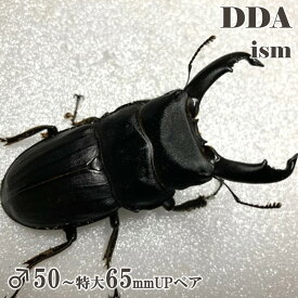 【DDA】スジブトヒラタ 成虫 ♂50〜特大65mmUP ペア プレゼント付き dda クワガタ 生体