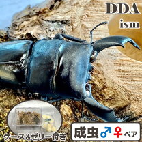 楽天市場】スマトラ ヒラタ ペアの通販