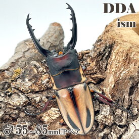 【DDA】ファブリースノコギリ・タカクワイ 成虫 ♂55～85mmUP ペア プレゼント付き dda クワガタ 生体
