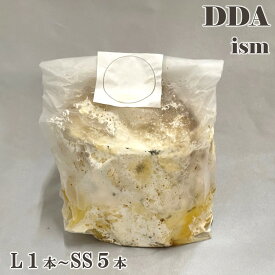 【DDA】植菌カワラ材 L1～SS5本 加水不要 dda クワガタ 産卵木 クヌギ コナラ