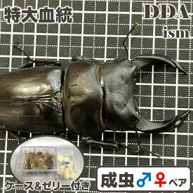 特大血統【DDA】能勢産オオクワガタ(能勢YG) 成虫 ♂75～超特大86mmUP ペア/♀単品47～55mmUP プレゼント付き dda クワガタ 生体