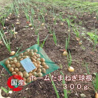 ホームたまねぎ球根 300g