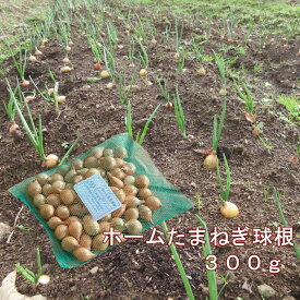 ホームたまねぎ球根 300g