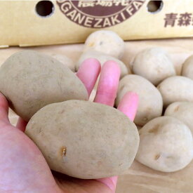 インカのめざめ 馬鈴薯 春作種芋1kg