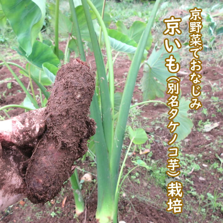 楽天市場】京いも種芋 1kg : 庄内米産直店 土門商店
