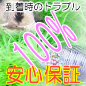 楽天市場】【お買い得セット】 カバクチカノコ貝 2匹セット 【北海道 ...