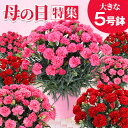 母の日 カーネーション 花 鉢花 5号鉢 選べる色 赤 ピンク プレゼント ギフト 【東北から関西送料無料】