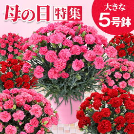 母の日 カーネーション 花 鉢花 5号鉢 選べる色 赤 ピンク プレゼント ギフト 【東北から関西送料無料】