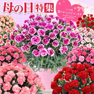 母の日 花 ギフト カーネーション プレゼント 5号鉢 【日付指定できます】東北から関西まで送料無料 【母…