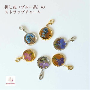 u[n̉(YȑExA)gXgbv`[ t@Xi[`[ Iׂ v`Mtg v[g a ސE ٓ 搶   킢  fB[X l