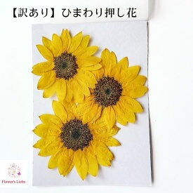 【訳あり】ひまわり押し花 花びらにシワ・折れあり ハンドメイド 素材 レジン 花材 ヒマワリ