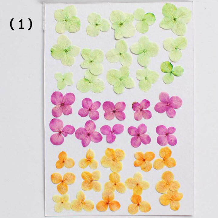 楽天市場 押し花 素材 紫陽花 アナベル レジンアクセサリー スマホケース 押し花額 固まるハーバリウム キャンドル ウエルカムボード ボタニカル 小さい カラ 染め アジサイ あじさい フラワーズリーベ