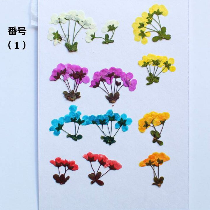 楽天市場】押し花 素材 雪柳（茎付き・色ミックス） レジン 