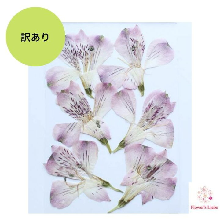 楽天市場 訳あり 押し花 素材 アルストロメリア ６輪入 レジンアクセサリー スマホケース 押し花額 固まるハーバリウム キャンドル クリアフレーム ボタニカル フラワーズリーベ