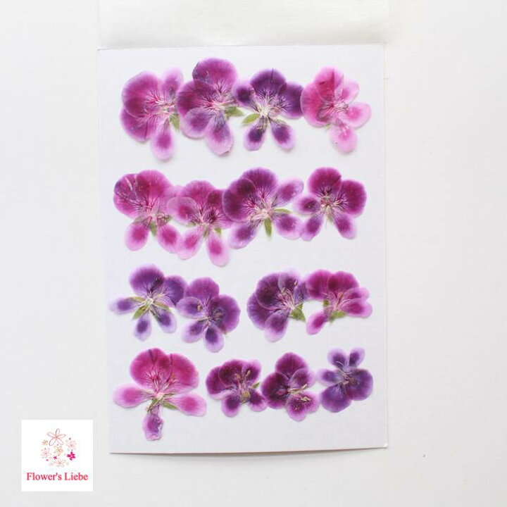 楽天市場 押したて 押し花 素材 ペラルゴニウム レジンアクセサリー スマホケース 押し花額 固まるハーバリウム キャンドル クリアフレーム 春の花 人気 ハンドメイド 植物 ナチュラル ボタニカル 癒し フラワーズリーベ