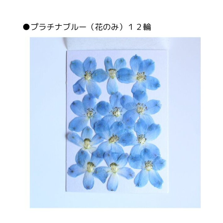 楽天市場】押し花 素材 デルフィニウム レジンアクセサリー 