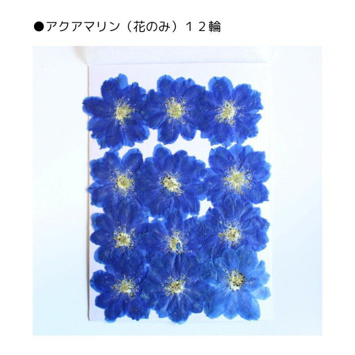 楽天市場】押し花 素材 デルフィニウム レジンアクセサリー 