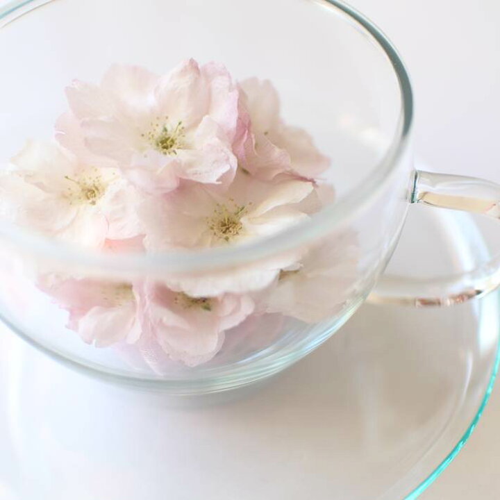 楽天市場 ボトルフラワー ティーカップ 八重桜 天の川 母の日 花 桜 サクラ さくら ギフト プレゼント 枯れない花 人気 ドライフラワー ナチュラル ボタニカル 本物の花 植物 半永久 ガラス 退職 結婚 誕生日 お見舞い お祝い 仏花 お悔やみ 供花 花ギフト
