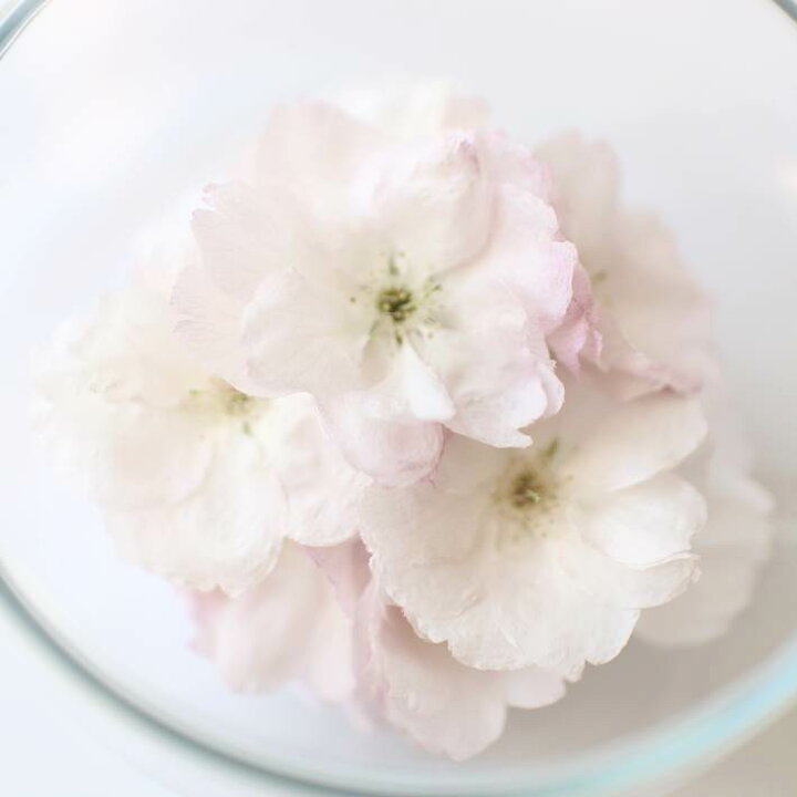 楽天市場 ボトルフラワー ティーカップ 八重桜 天の川 母の日 花 桜 サクラ さくら ギフト プレゼント 枯れない花 人気 ドライフラワー ナチュラル ボタニカル 本物の花 植物 半永久 ガラス 退職 結婚 誕生日 お見舞い お祝い 仏花 お悔やみ 供花 花ギフト