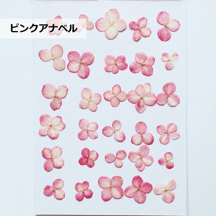 楽天市場 押し花 素材 紫陽花 アナベル ピンクアナベル レジンアクセサリー スマホケース 押し花額 固まるハーバリウム キャンドル ウエルカムボード ボタニカル 小さい カラ 染め あじさい アジサイ フラワーズリーベ