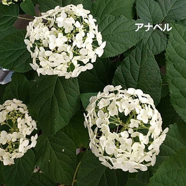 楽天市場 押し花 素材 紫陽花 アナベル ピンクアナベル レジンアクセサリー スマホケース 押し花額 固まるハーバリウム キャンドル ウエルカムボード ボタニカル 小さい カラ 染め あじさい アジサイ フラワーズリーベ 楽天市場 押し花 素材 紫陽花 アナベル ピンクアナベル レジンアクセサリー スマホケース 押し花額 固まるハーバリウム キャンドル ウエルカムボード ボタニカル 小さい カラ 染め あじさい アジサイ フラワーズリーベ