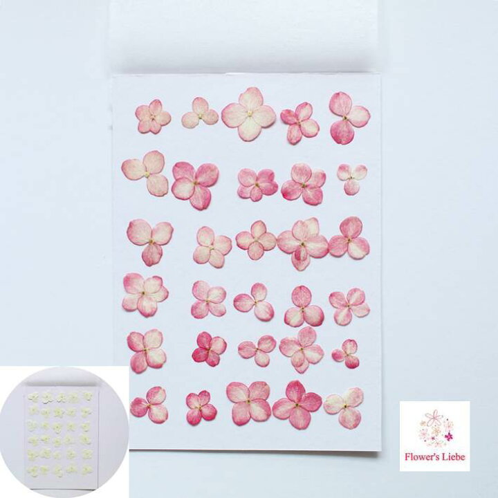 楽天市場 押し花 素材 紫陽花 アナベル ピンクアナベル レジンアクセサリー スマホケース 押し花額 固まるハーバリウム キャンドル ウエルカムボード ボタニカル 小さい カラ 染め あじさい アジサイ フラワーズリーベ